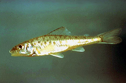 Trout-Perch